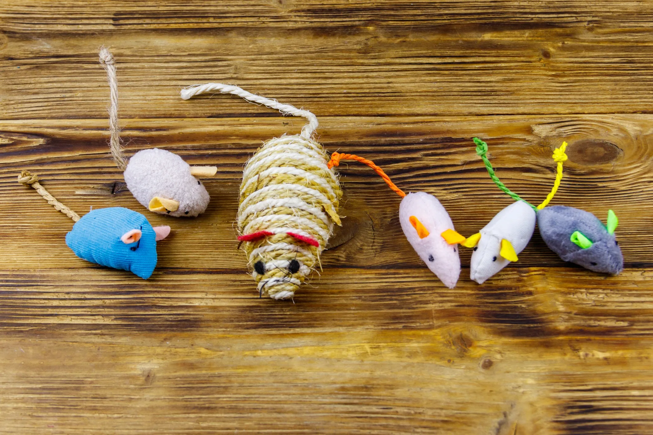 Catnip Toys For Dogs: Are They Safe? Plus Top Picks For Your Pup!