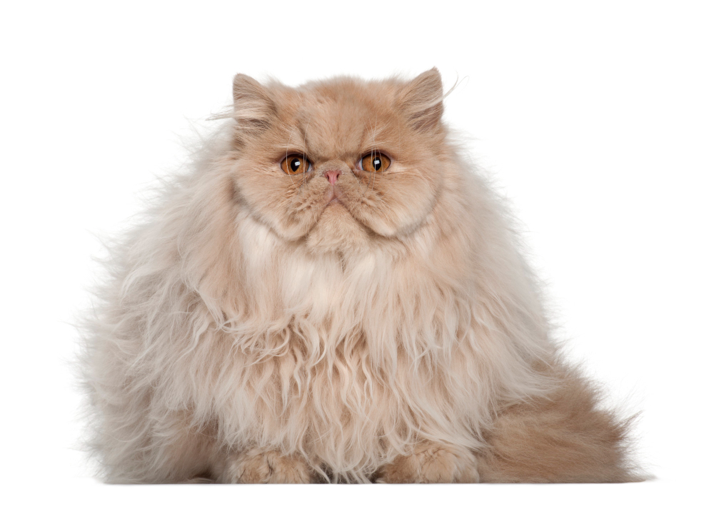 how much cost a persian cat